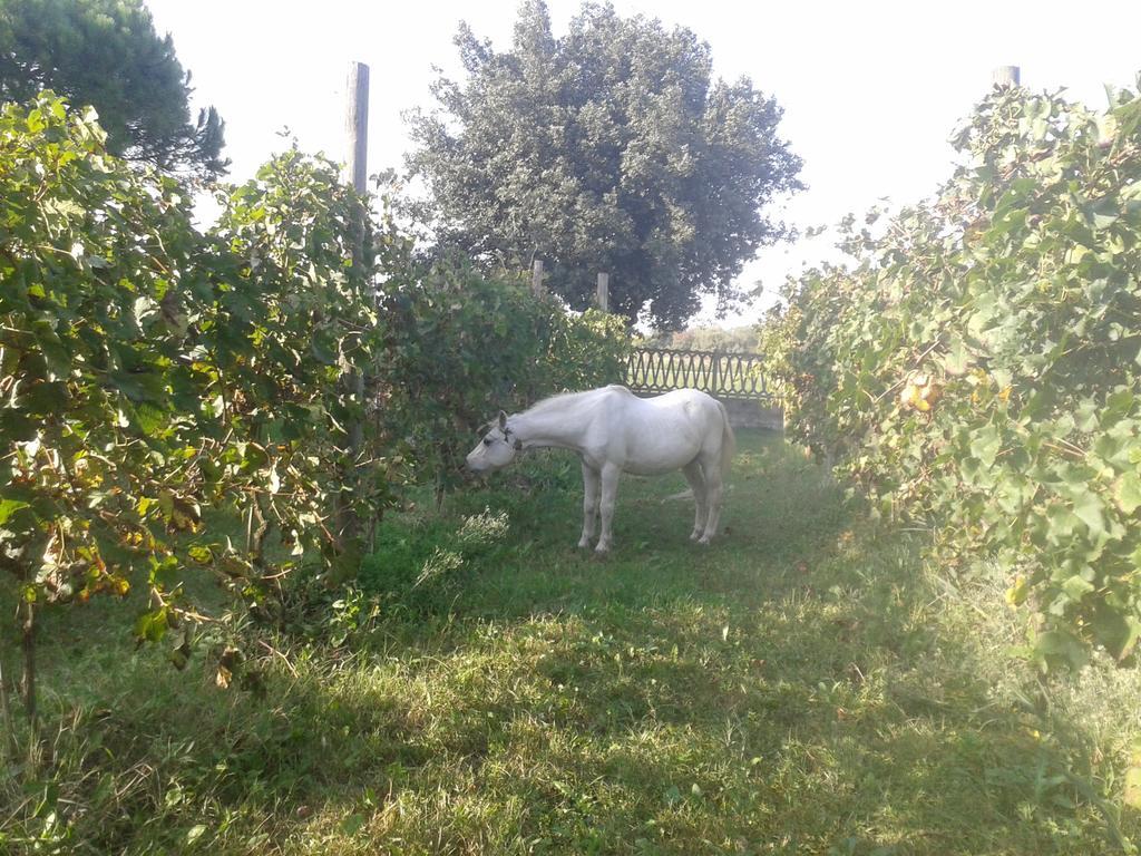 Valle Rillo Agriturismo Villa Comacchio Esterno foto