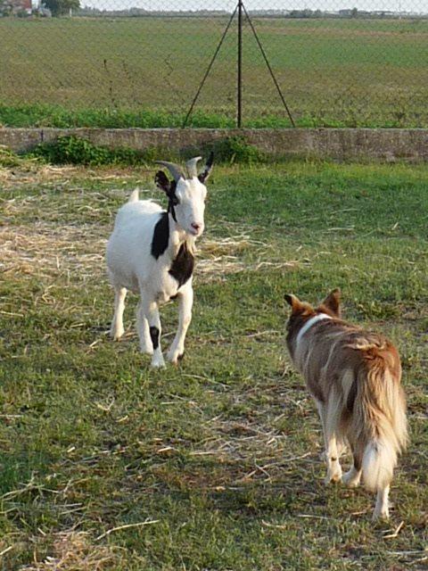 Valle Rillo Agriturismo Villa Comacchio Esterno foto