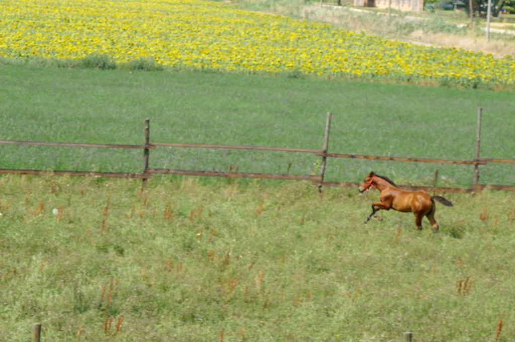 Valle Rillo Agriturismo Villa Comacchio Esterno foto